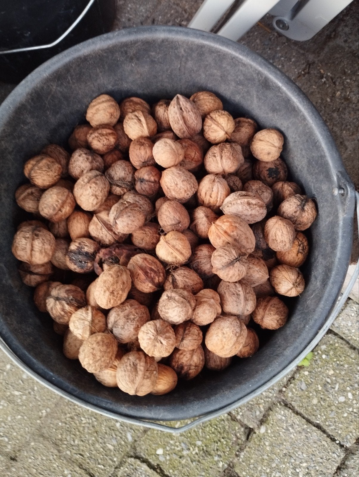 Noten okkernoten 4euro/kg, Diversen, Ophalen