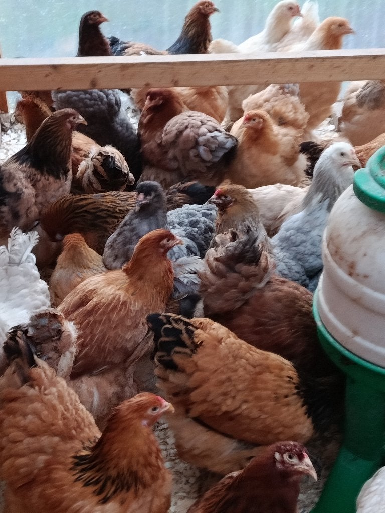 Brahma tous couleurs action 4+1 GRATUITE 0499/082381, Femelle, Poule ou poulet