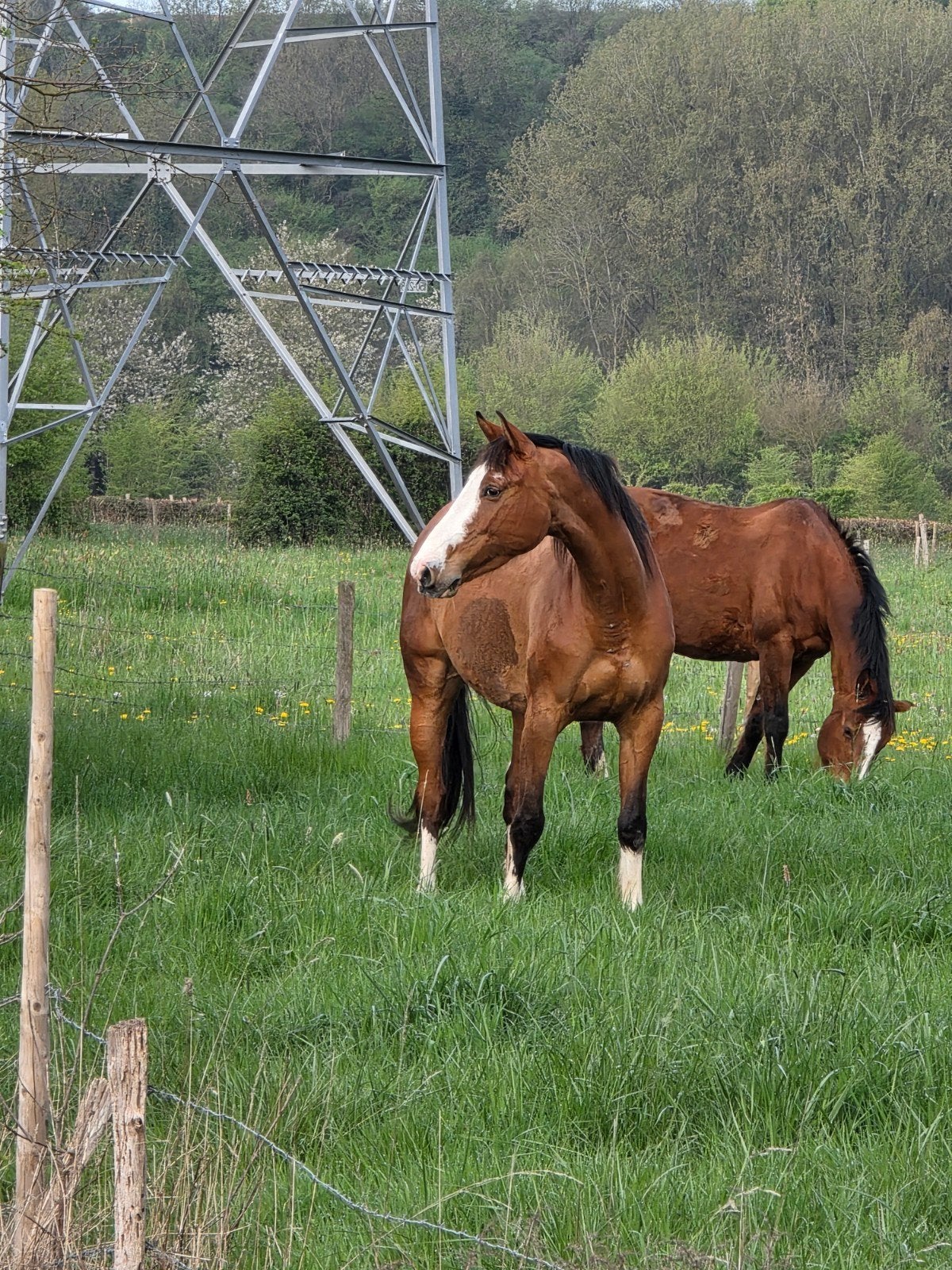 Gezocht: pony in bruikleen – paard in bruikleen aangeboden, Dieren en Toebehoren