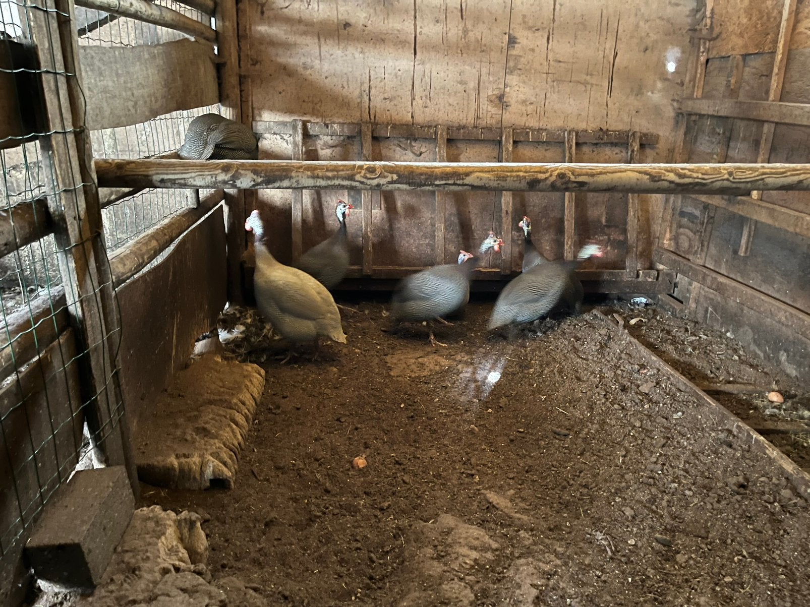 Parelhoenders, Dieren en Toebehoren, Mannelijk
