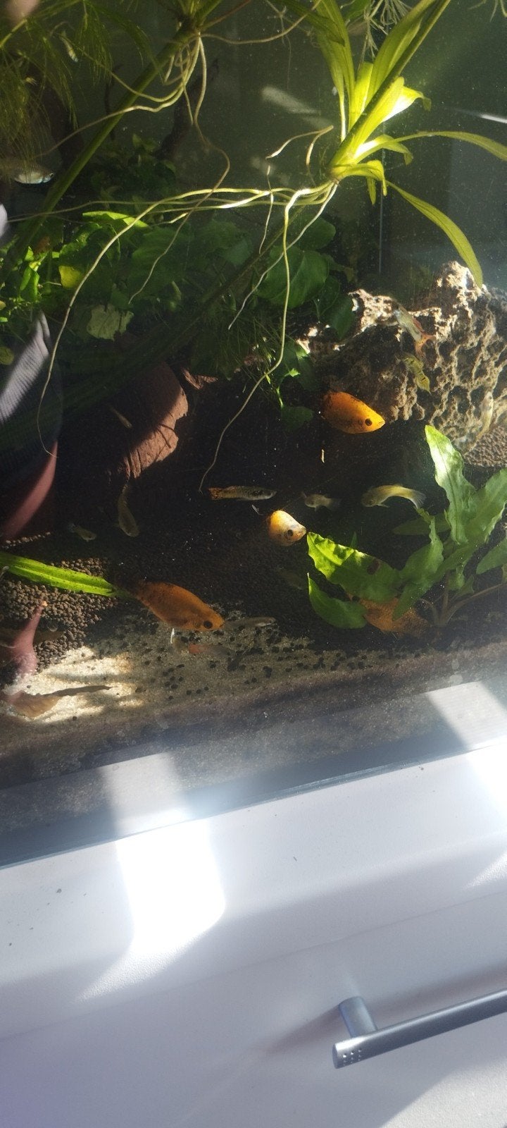 4 mooie mollys, Dieren en Toebehoren