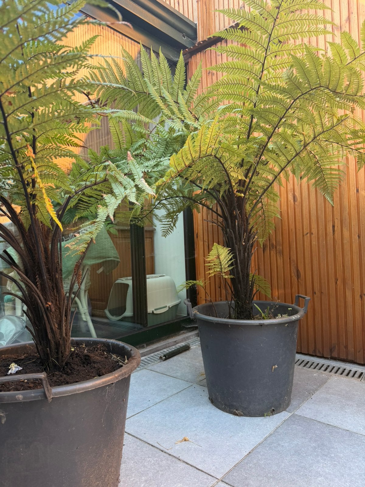 Dicksonia Squarrosa, Jardin & Terrasse, Plantes | Arbres, Ombre complète, En pot, Autres espèces, Enlèvement