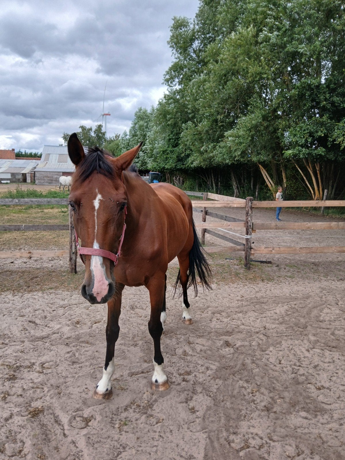 recreatie paard, Dieren en Toebehoren, Paarden, Ruin