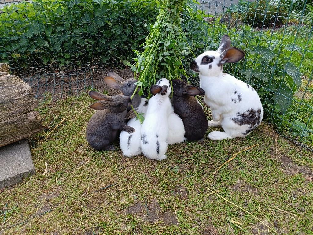 vleeskonijnen, Meerdere dieren, Middelgroot, 0 tot 2 jaar