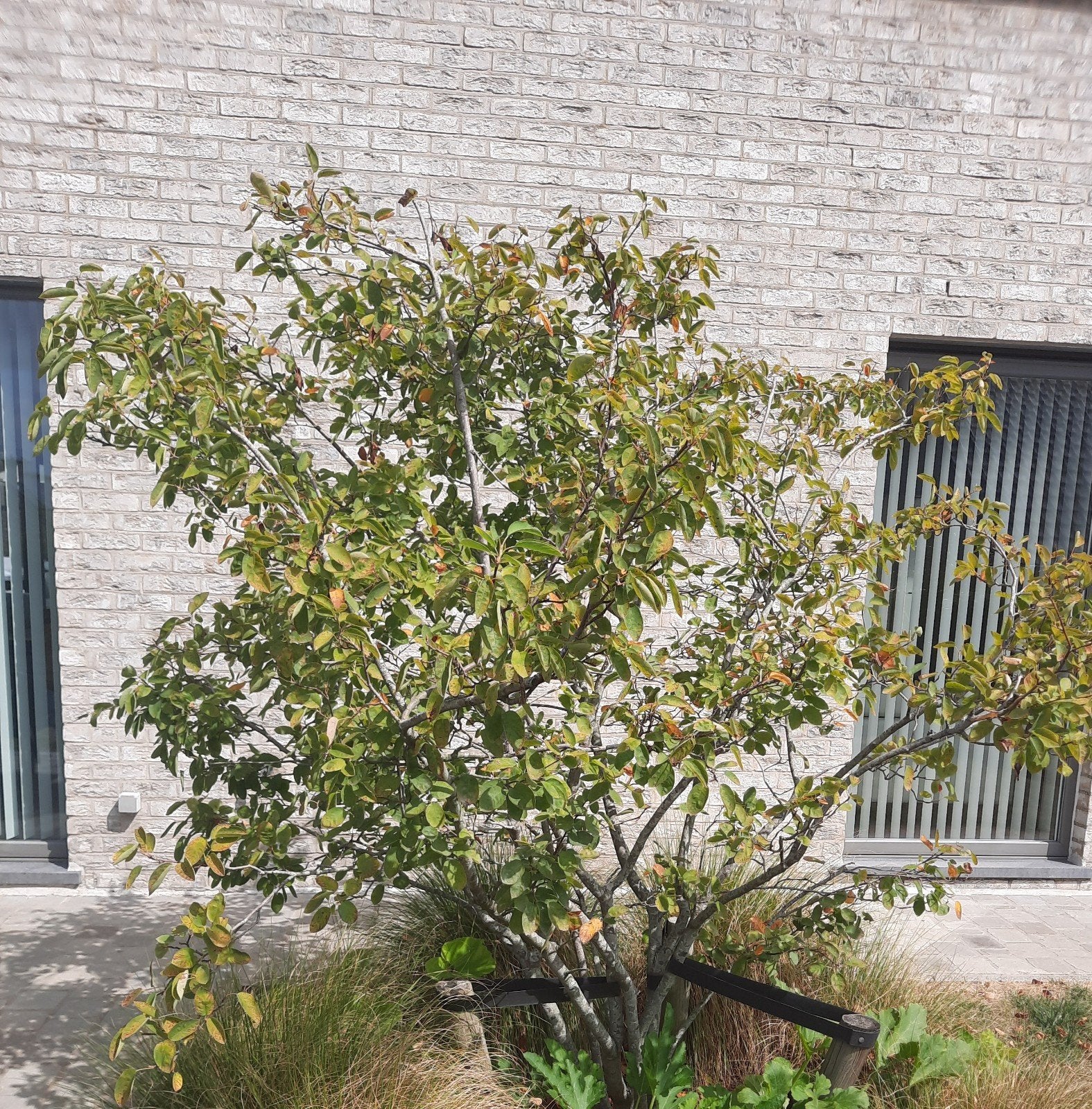 meerstammige krentenboom 1.50 a 2 meter. amelancier lamarcki, Tuin en Terras, Planten | Bomen, Ophalen