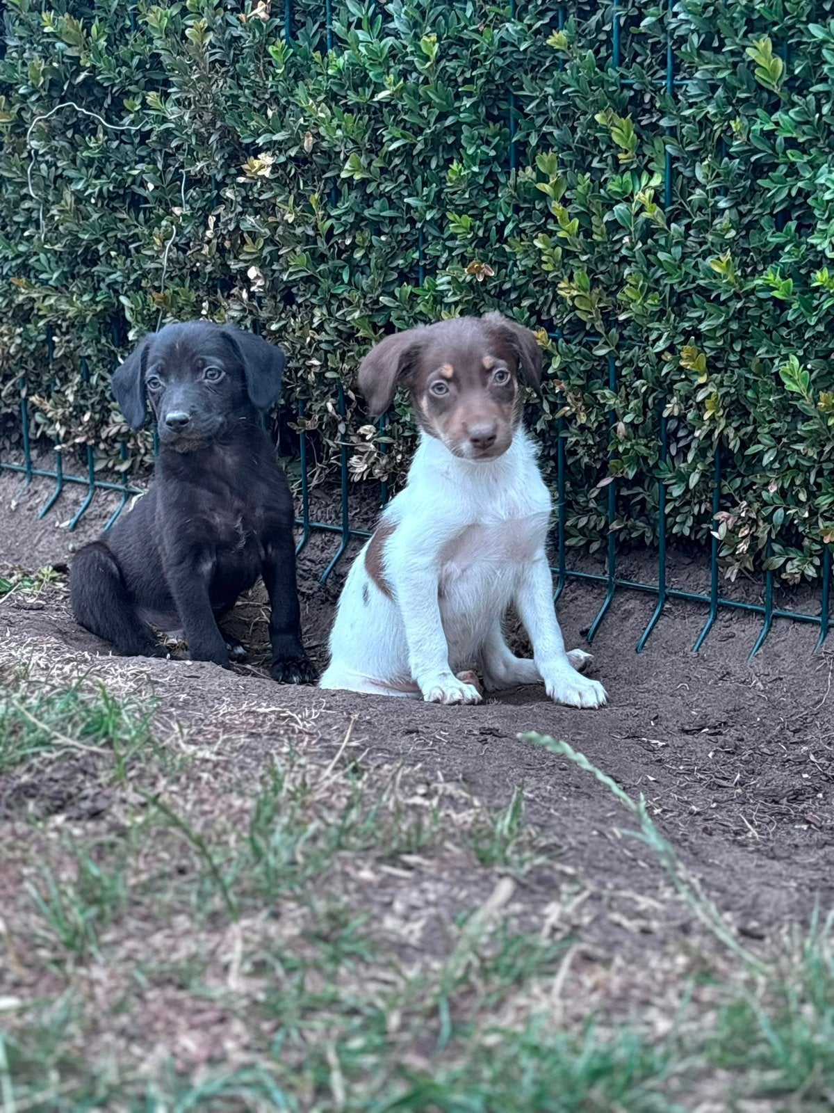 Kruising bordercollie met labrador, Dieren en Toebehoren, België, CDV (hondenziekte), 8 tot 15 weken, Labrador retriever