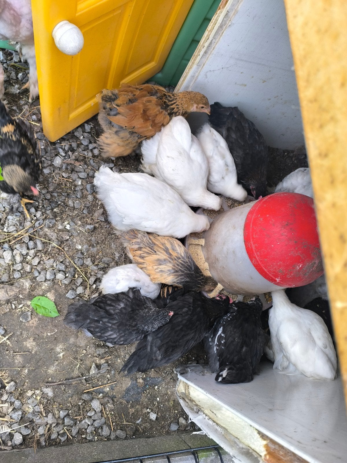 Brahma kuikens verschillende kleuren, Dieren en Toebehoren, Pluimvee