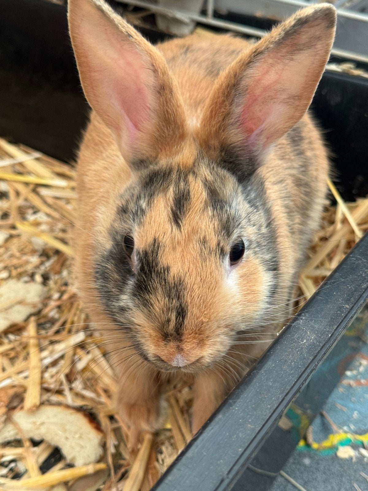 Tame dwergkonijn,  lief een mooi, Dieren en Toebehoren, Konijnen, Mannelijk, Dwerg, 0 tot 2 jaar