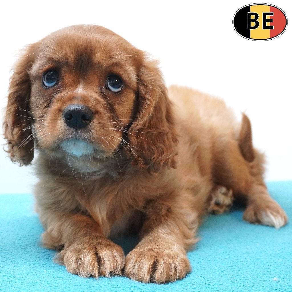 Cavalier King Charles Ruby, adorables chiots (belges), Animaux & Accessoires, Commerçant, Maladie de Carré (chiens), Autres races
