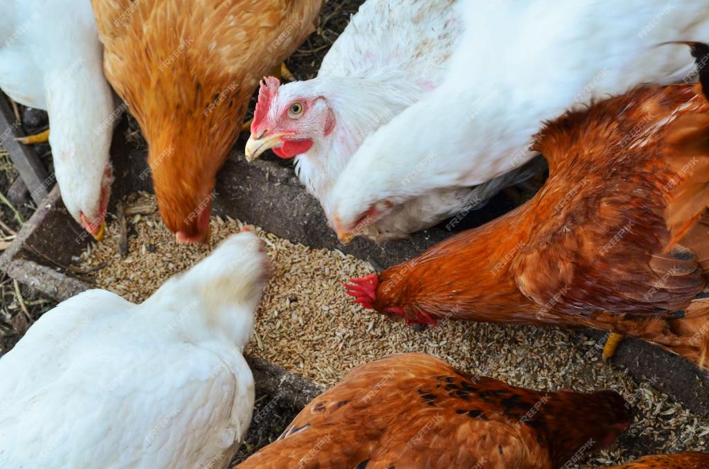 nourriture pour l'élevage de volailles 0499 08 23 81, Animaux & Accessoires, Enlèvement, Neuf, Abreuvement et Alimentation