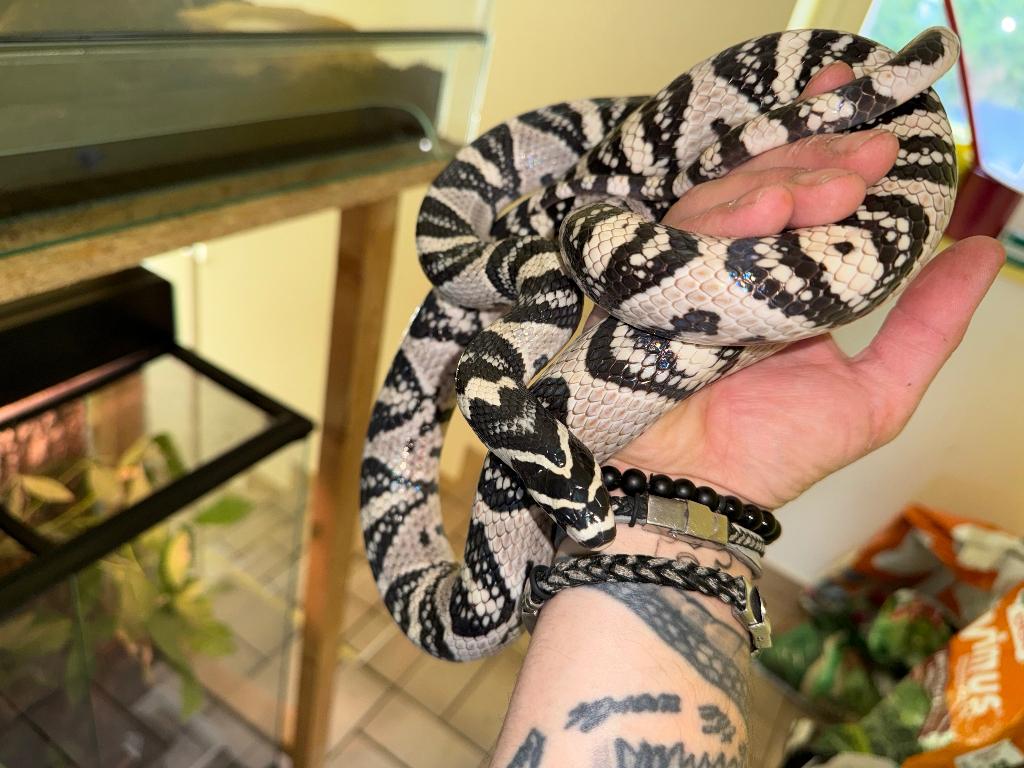 Euprepiophis mandarinus 1.1, Dieren en Toebehoren, Reptielen en Amfibieën, Slang, Met terrarium, 7 tot 10 jaar