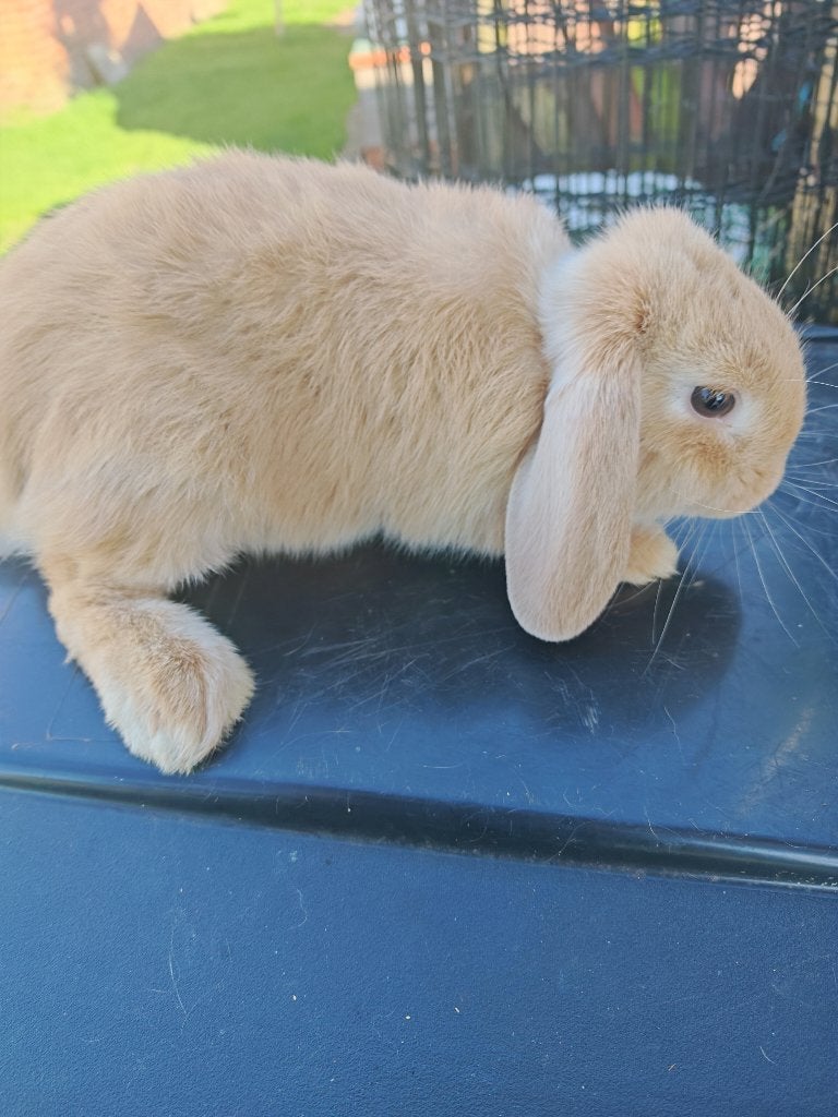 Verschillende Nederlandse hangorenve, Dieren en Toebehoren, Konijnen, Meerdere dieren, 0 tot 2 jaar