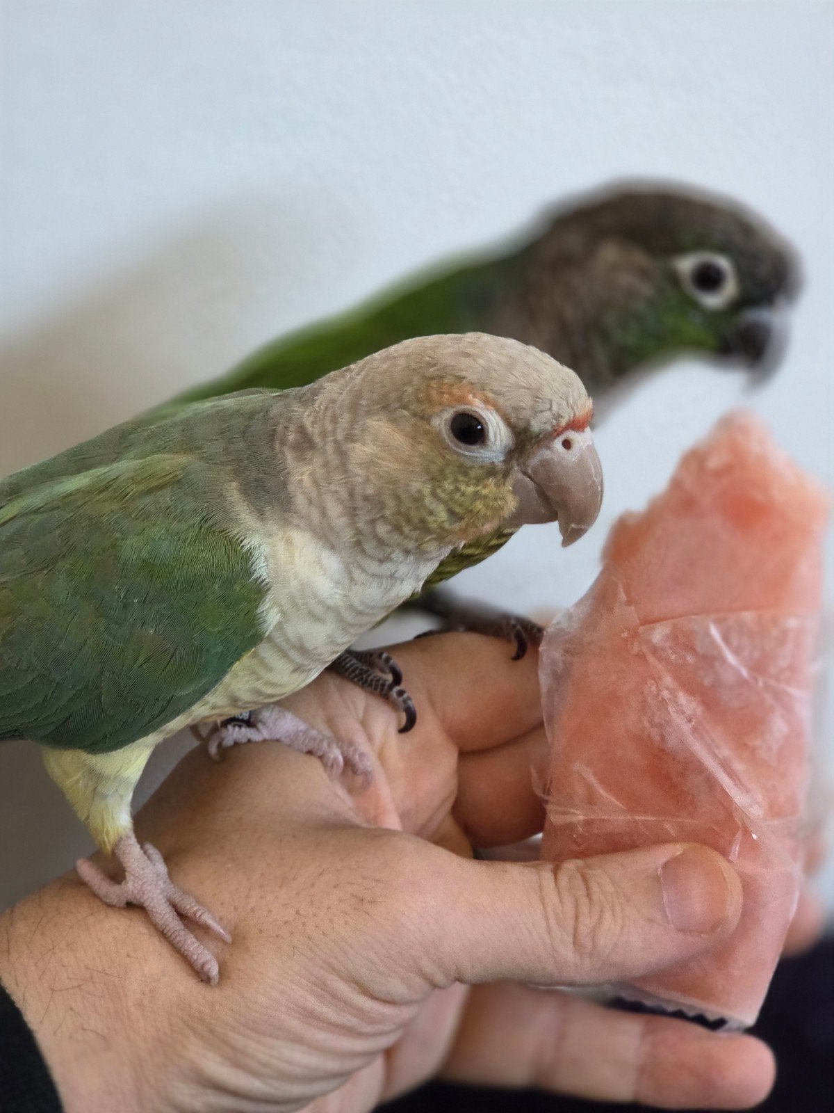 Een paar hechtingen, Meerdere dieren, Dwergpapegaai of Agapornis, Tam