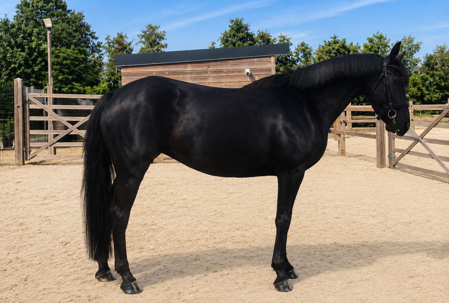 New  Forest met uitzonderlijke kwaliteiten, Animaux & Accessoires, Poneys, Jument, Débourré, Poney D (1.37 m à 1.48m), 3 à 6 ans