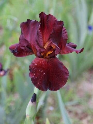 iris germanica red chieftain   in POT, Tuin en Terras, Ophalen, Vaste plant