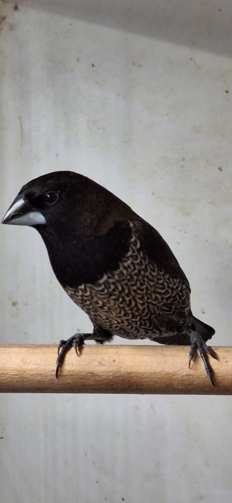 japanse meeuwen, Sexe inconnu, Bagué