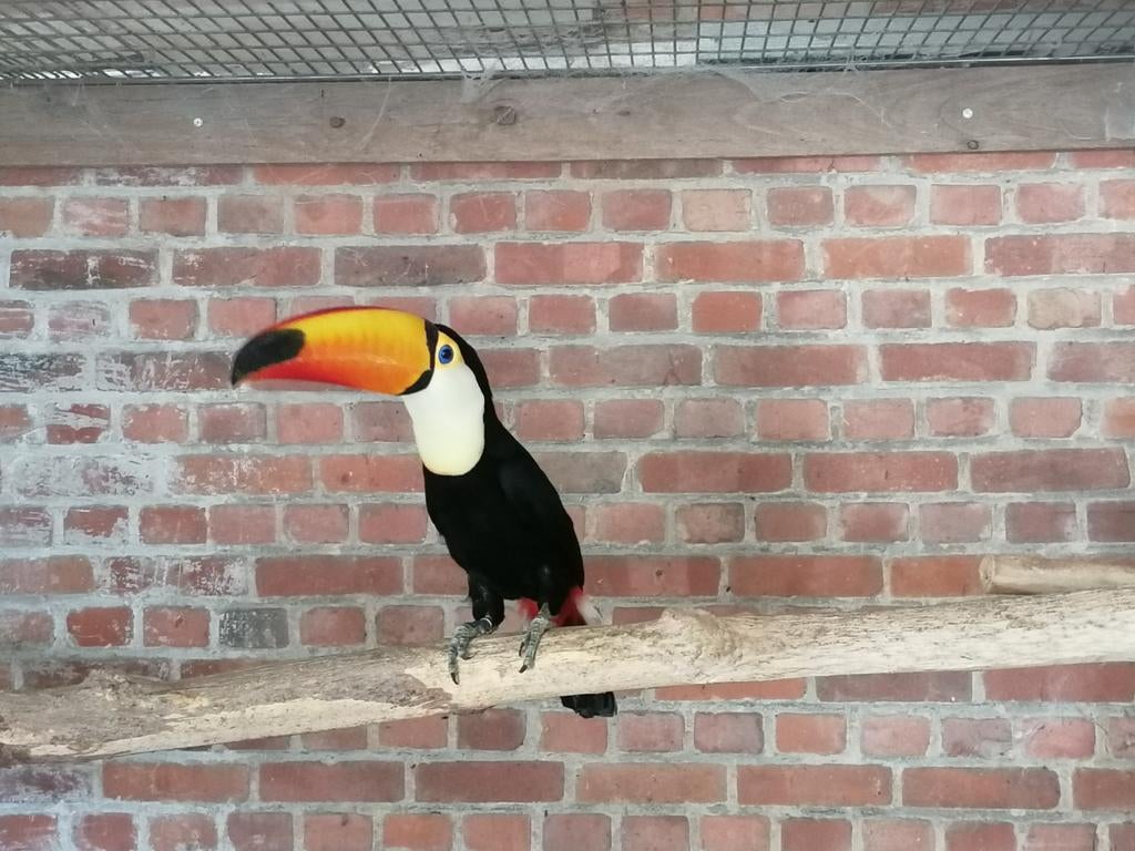 Magnifique toucan Toco, Mâle, Oiseau tropical, Bagué