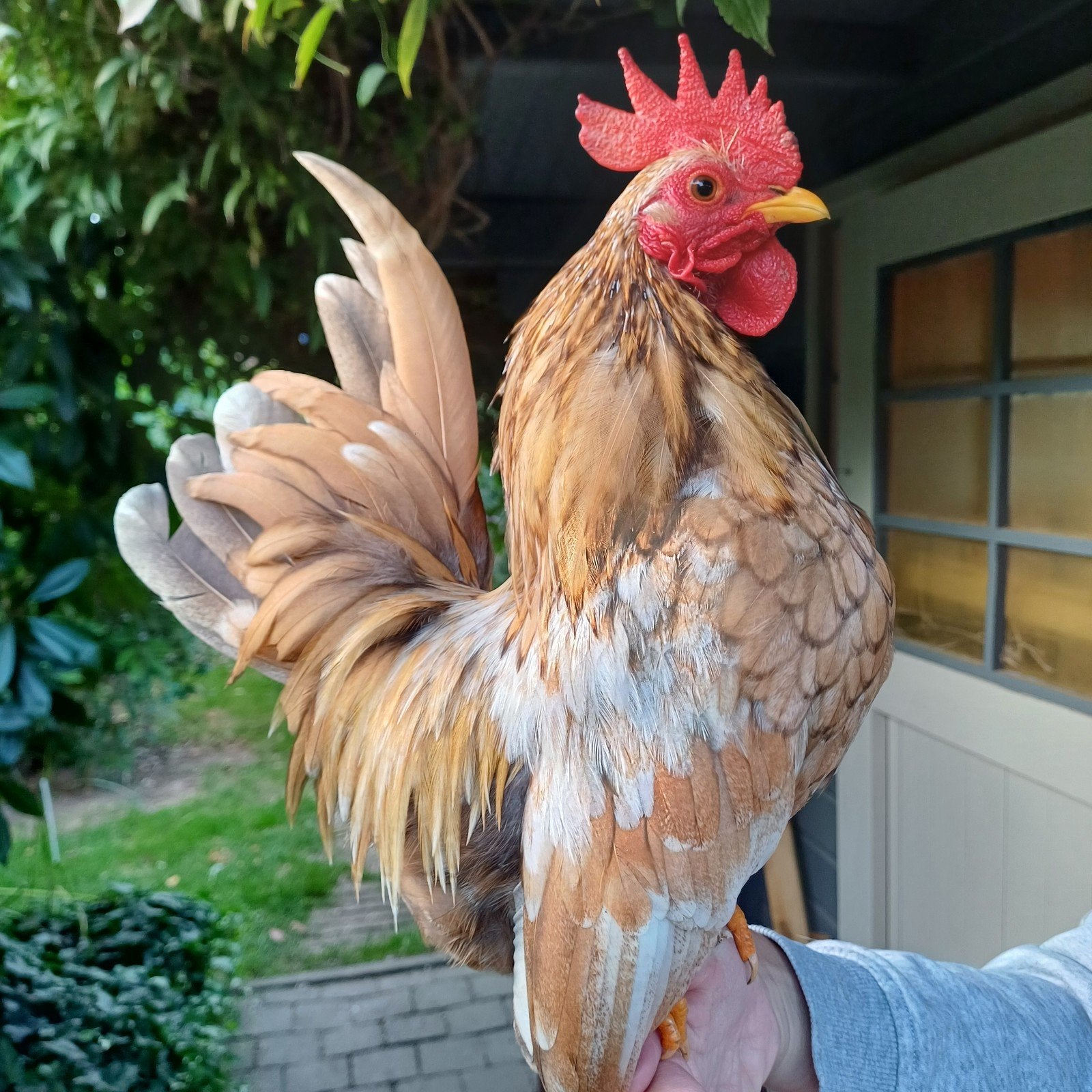 jonge Serama haan, Dieren en Toebehoren, Pluimvee, Mannelijk, Kip