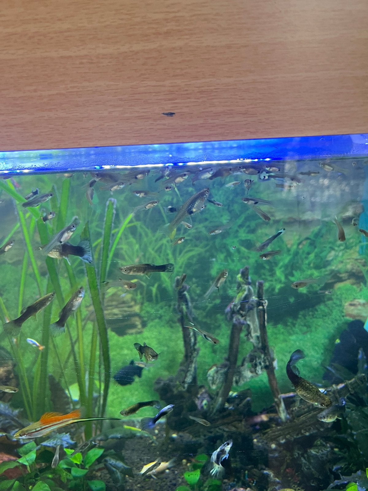 Guppy mix