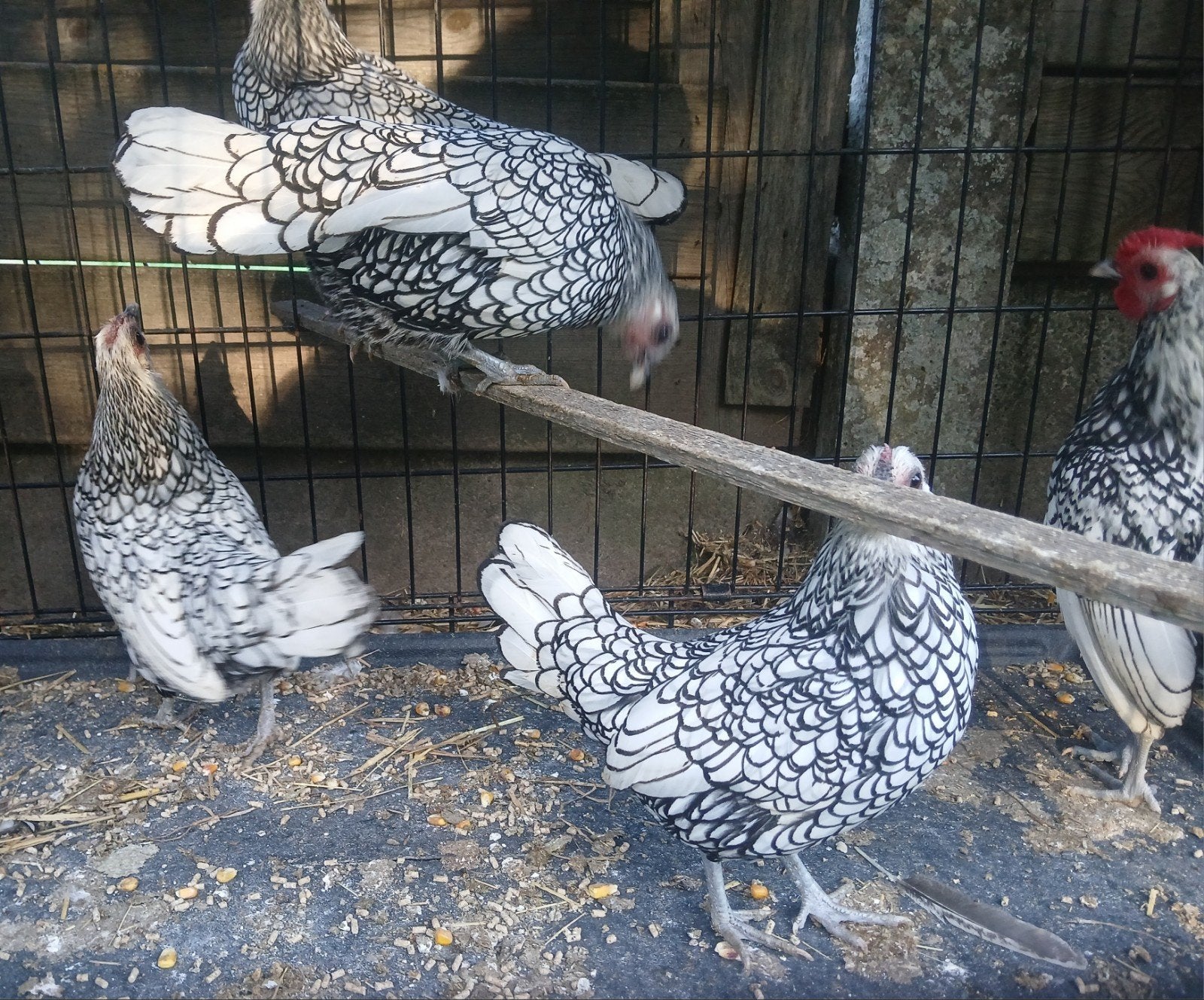 sebright, Dieren en Toebehoren