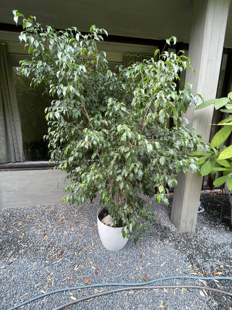 benjamina ficus, Ophalen, Ficus