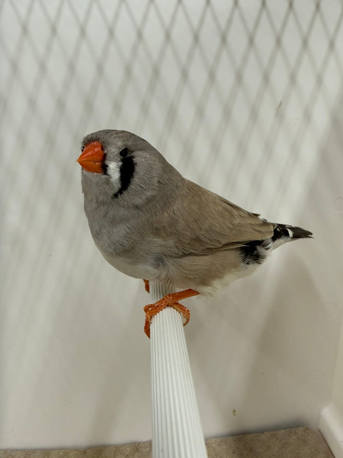 Koppel bleekrug Charcoal vol x split zebravinken exoten, Dieren en Toebehoren, Vogels | Overige Vogels, Geringd