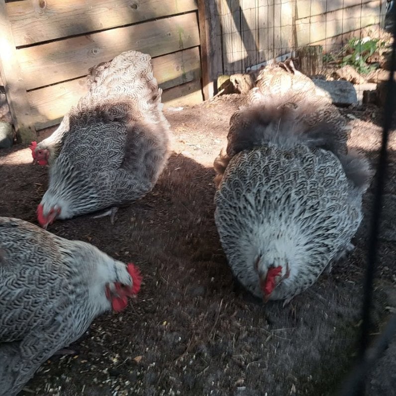 Orpington zilverpatrijs 4 hennen, Plusieurs animaux, Poule ou poulet
