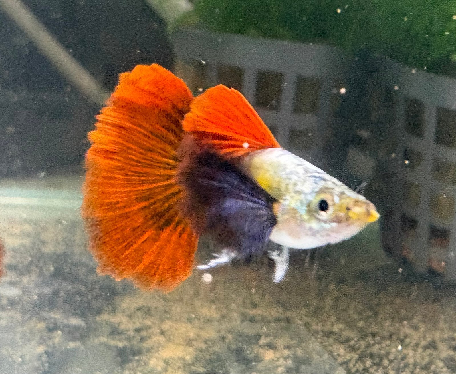 Platinum Dumbo Red Tail guppen, Vis