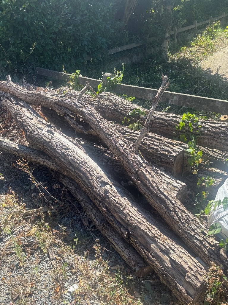 Gratis brandhout, Enlèvement, Autres essences de bois, Troncs d'arbres