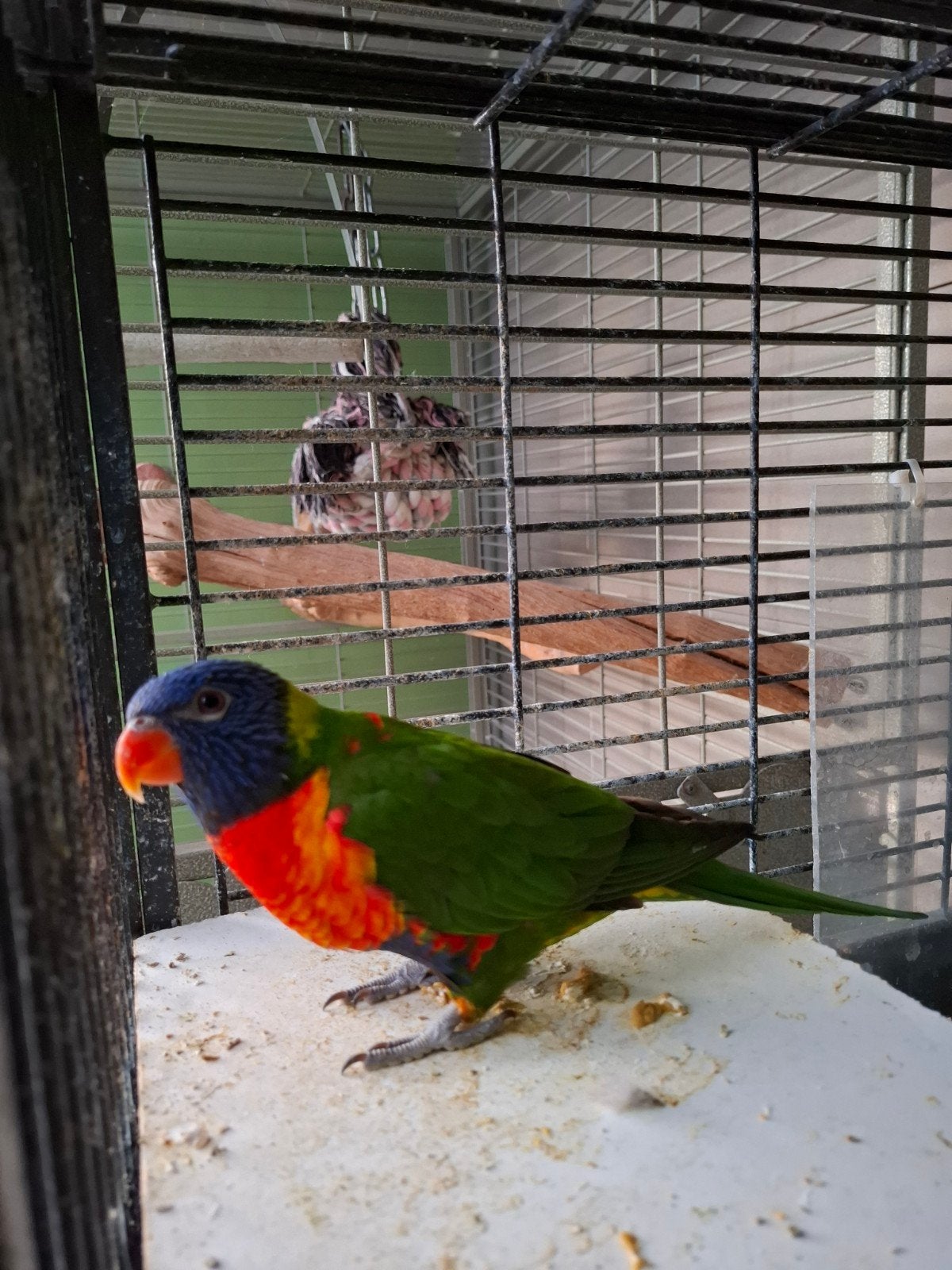 lori Tamme 3 jaar vrouwtje, Dieren en Toebehoren, Vrouwelijk, Dwergpapegaai of Agapornis, Tam