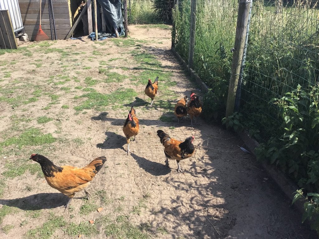 Koppel jonge Vorwerk, Femelle, Poule ou poulet