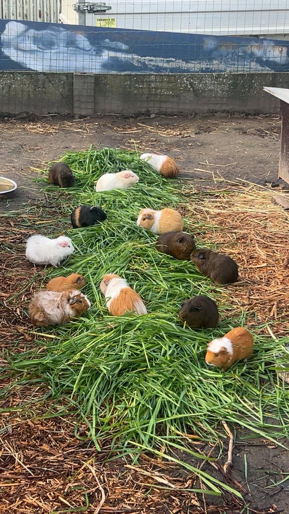 Mannencavia’s gezocht, Dieren en Toebehoren, Cavia, Augustus, Mannelijk, Tam