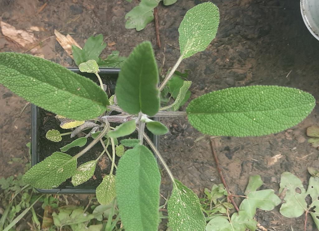 Sauge officinale (Salvia officinalis), Tuin en Terras, Planten | Fruitbomen, Ophalen of Verzenden
