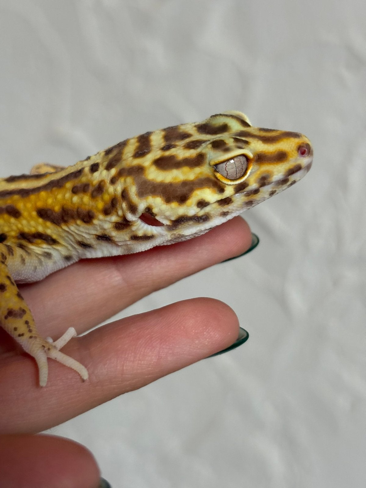 Luipaardgekko mannetje, Dieren en Toebehoren, Hagedis, Tam, 0 tot 2 jaar
