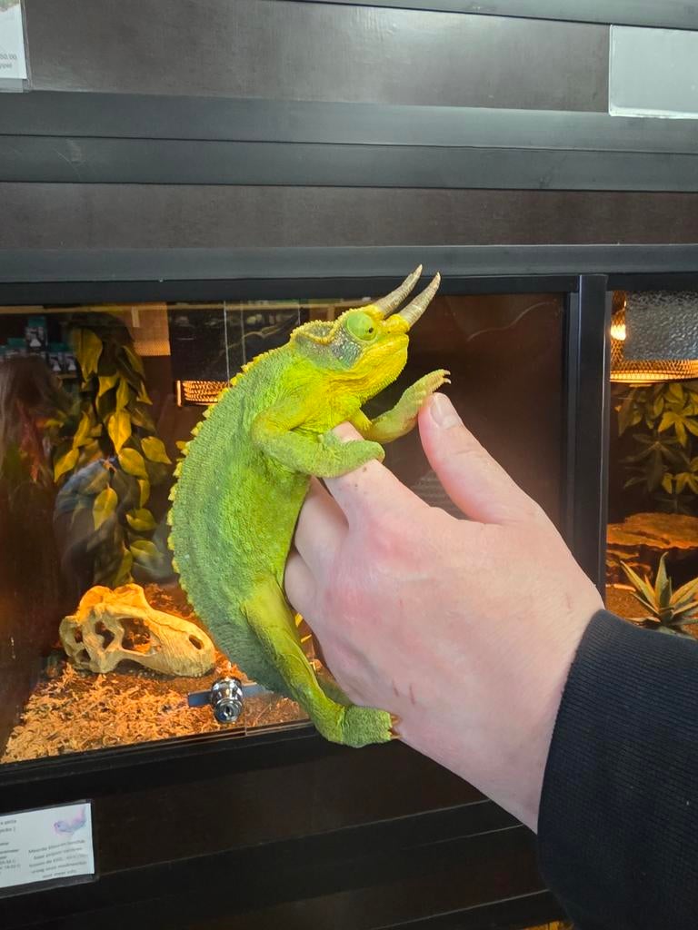 Prachtige Chamaeleo jacksonii xantelophis mannen te koop., Dieren en Toebehoren, Reptielen en Amfibieën
