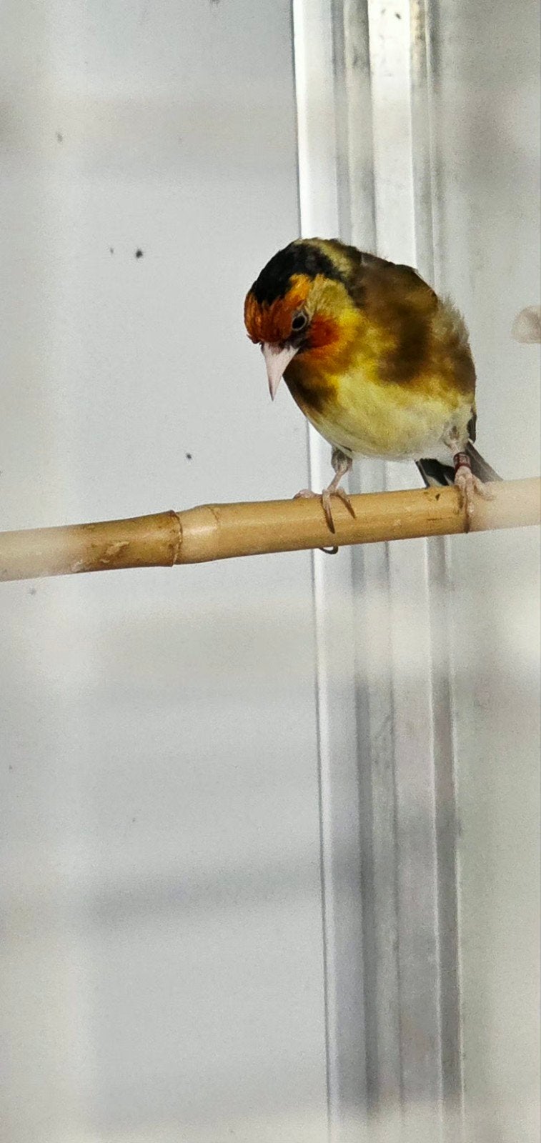 Couple parva jaune x classic, Meerdere dieren, Wildzangvogel, Geringd