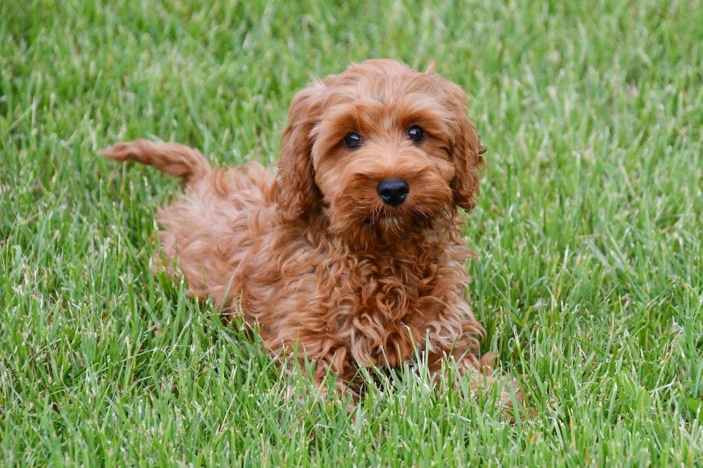 Chiots Cockapoo à vendre, Animaux & Accessoires, 15 semaines à 1 an, Étranger, Hépatite contagieuse (maladie de Rubarth), Autres races