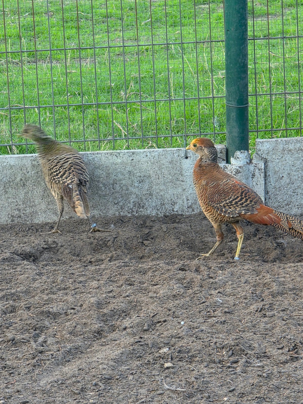 trio goudfazanten te koop, Dieren en Toebehoren, Meerdere dieren, Overige soorten