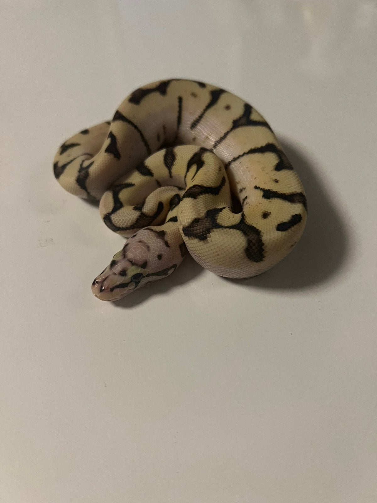 0.1 Bumblebee Het Axanthic TSK Ball Python - female for sale from aiko.guldix