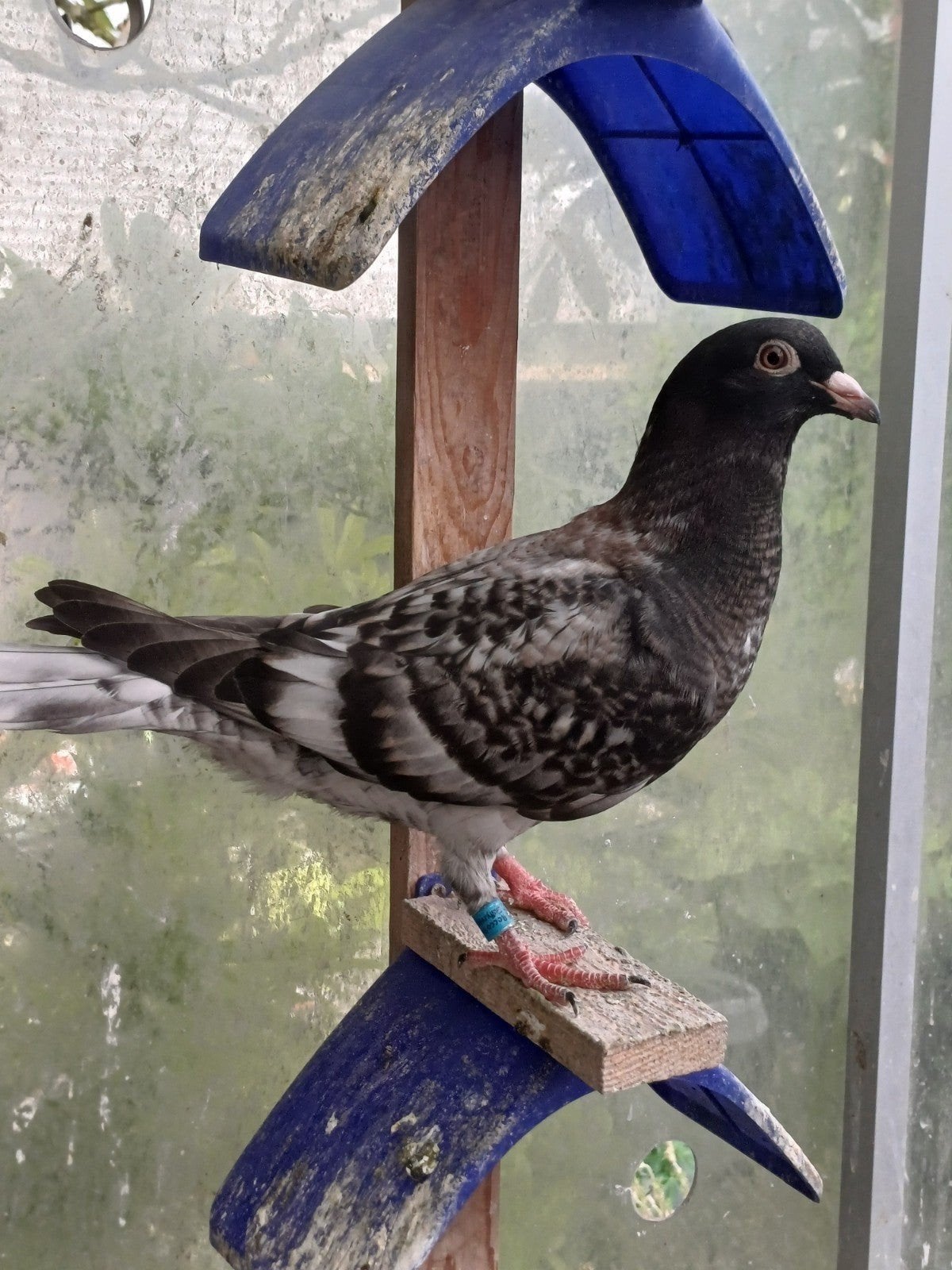 Kleurpostduiven, Dieren en Toebehoren
