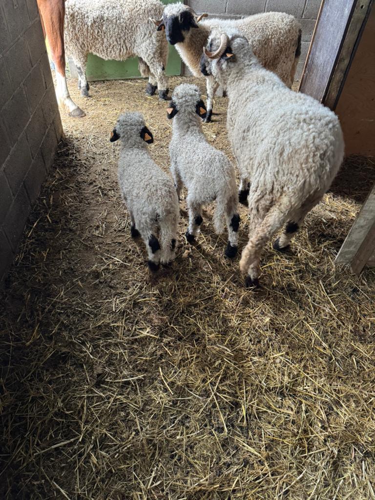 Walliser ram lam, Dieren en Toebehoren, Schapen, Geiten en Varkens, Mannelijk, Schaap, 0 tot 2 jaar
