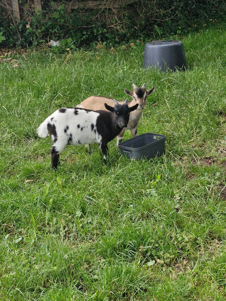 Geiten, Dieren en Toebehoren, Geit