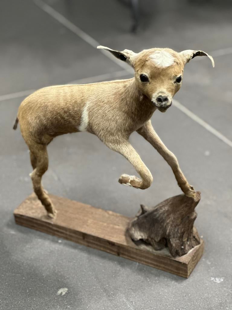 Dwerggeitje taxidermie, Enlèvement