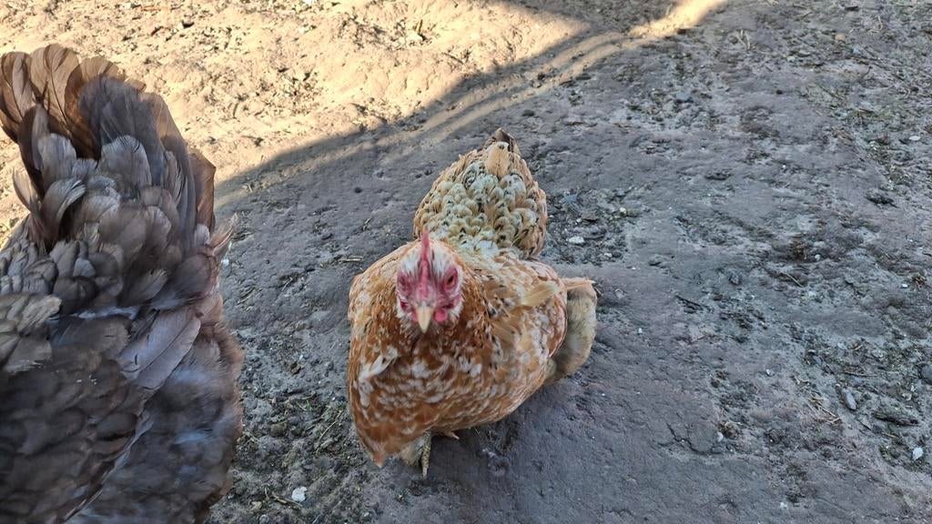 2 cochin kriel hennen. 1 jaar oud, Dieren en Toebehoren, Pluimvee