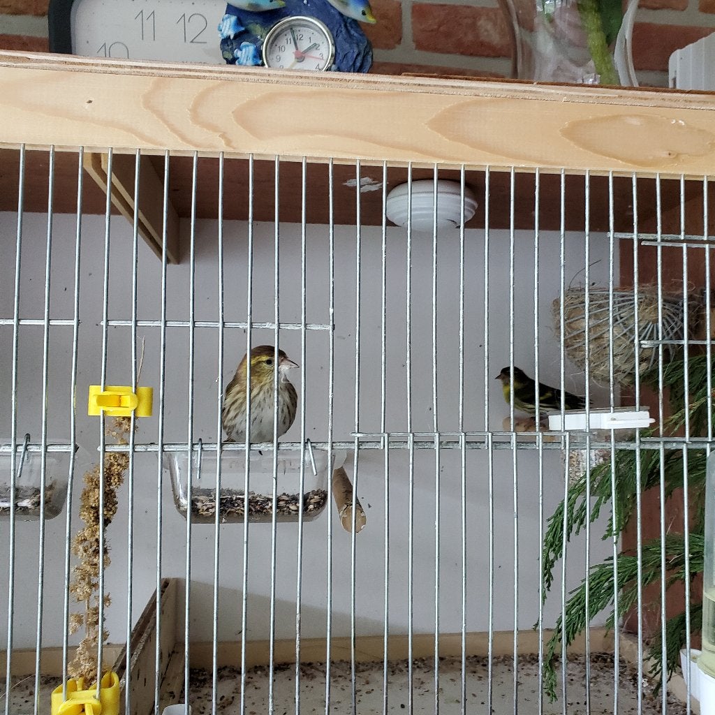 sijsjes te koop, Dieren en Toebehoren, Vogels | Overige Vogels, Meerdere dieren, Wildzangvogel, Geringd