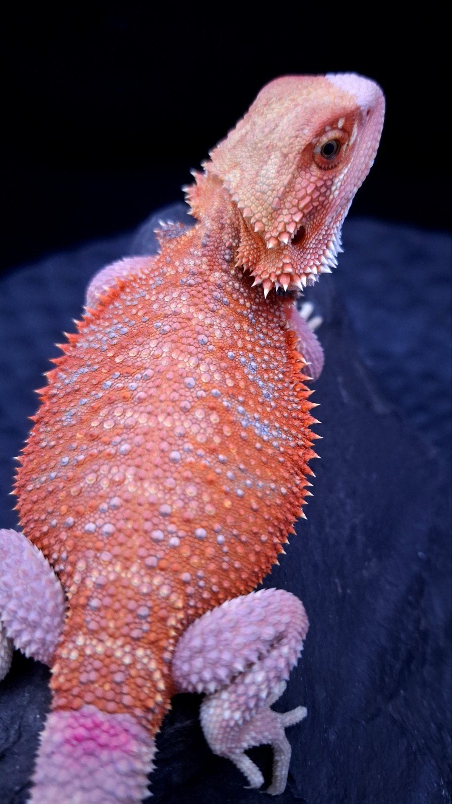 Red Hypo Blue Bar het. Trans/Witblits Vrouw
