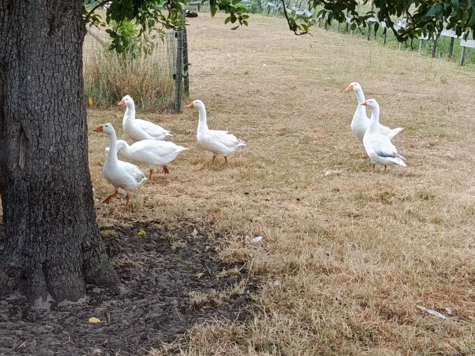jonge ganzen, Dieren en Toebehoren, Pluimvee