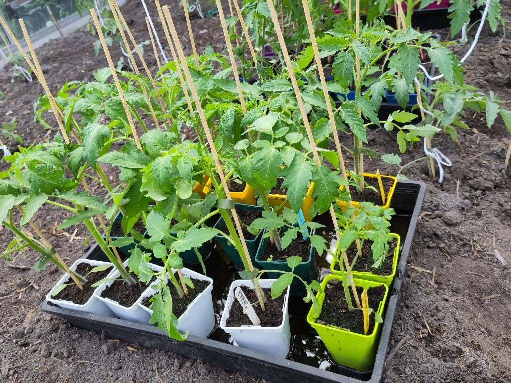 tomatenplanten, Jardin & Terrasse, Plantes | Jardin, Annuelle, Été, Enlèvement, Plantes potagères