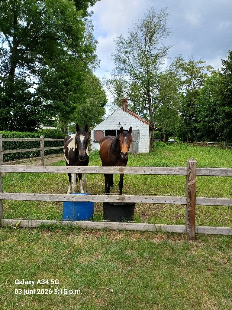 2,5 jaarse merrie, Animaux & Accessoires, Chevaux, Jument, Non dressé, 165 à 170 cm, 0 à 2 ans, Cheval de dressage, Avec pedigree