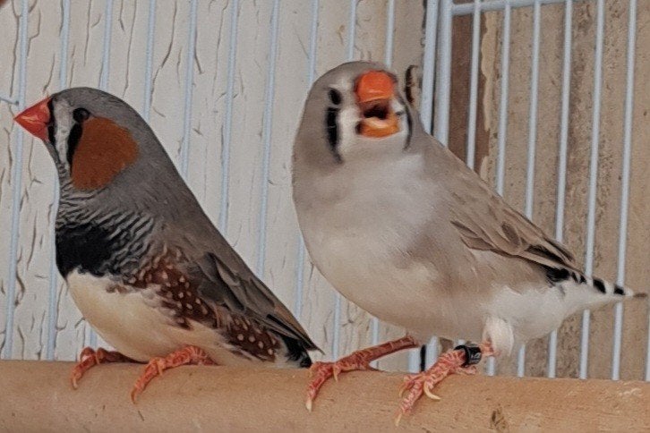 2 koppels tt grote zebravinken, Dieren en Toebehoren, Vogels | Overige Vogels, Meerdere dieren, Tropenvogel, Geringd